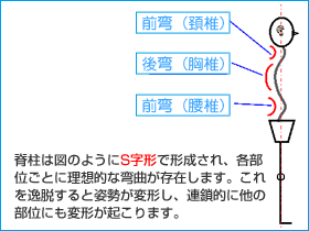 Photo:理想的な全身の姿勢（解説） 